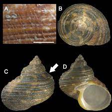 Compare that to some of the biggest banks in the u.s. Turbo Species A Turbo Heisei Mzsp 70220 From Canopus Bank Detail Of Download Scientific Diagram