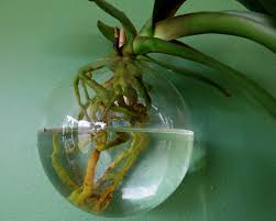 You can use any plant food or fertilizer to care for your orchid, but you should only use one fourth of the amount directed on the package. Hydroponic Orchid Growing How To Grow Orchids In Water