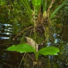 Image result for Liparis nervosa