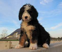 Bernedoodle puppies are wonderful additions to families looking for a dog that loves fun and companionship. Bernedoodle Puppies For Sale