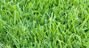 We did not find results for: St Augustine Grass Gvi Sod Inc