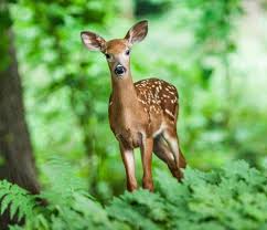 Deer How To Identity And Keep Deer Out Of Your Garden The