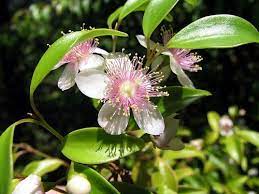 Rose Myrtle Archirhodomyrtus Beckleri Native Of Qsl Nsw Small Tree To 6m Australian Plants Australian Native Flowers Australian Native Plants