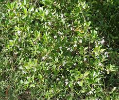 Image result for Volkameria glabra