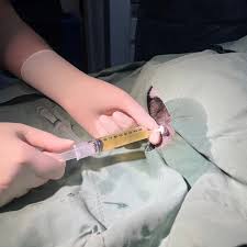 猫特发性膀胱炎案例研究| 乡村兽医Killara 和Pymble