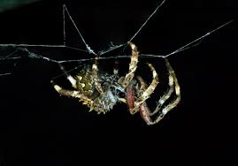 Image result for Micractis