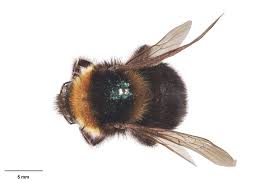 Image result for Bombus ruderatus