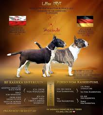 Brindle miniature bull terrier puppies. Sheebully Miniature Bull Terrier Fci Home Facebook