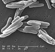 Disease Wikipedia