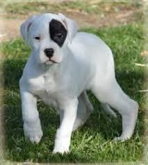 Argentine Dogo Puppies For Sale Austin Tx 261555 These pages are very important, because if you start your argentine dogo puppy off on the wrong foot, he.