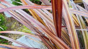 This fine flowering specimen ranks as one of our best horticultural subjects. 10 Fabulous Easy Care Flaxes Stuff Co Nz