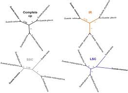 Image result for Suaeda sp. B