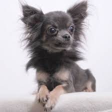 Image Result For Long Haired Brown Chihuahua With Cataracts Blue Chihuahua Brown Chihuahua Chihuahua