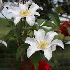 A royal horticulture society award of garden merit winner, it gracefully meanders over fences, trellises … Clematis Huldine Native Plants