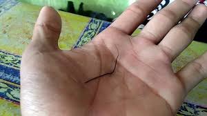 Biasanya bulu perindu dijual dengan 2 buah/sepasang atau satu buah dengan minyak khusus tanpa kandungan. Berawal Dari Iseng Pemilik Bulu Perindu Ini Bisa Raup Jutaan Rupiah Tiap Bulan Banjarmasin Post
