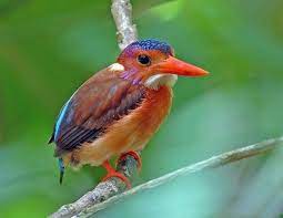 Ceyx sangirensis is known from the island of sangihe (fry and fry 1999, del hoyo et al. Sulawesi Dwarf Kingfisher Alchetron The Free Social Encyclopedia
