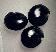 Maybe you would like to learn more about one of these? Unknown Black Things Found In Home Probably A Rodent S Stash Of Pokeweed Seeds What S That Bug