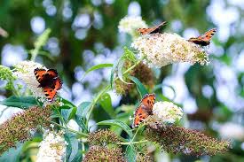 Image result for Komule střídavolisté