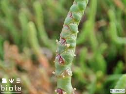 Image result for Sarcocornia perennis