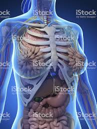 This course will show you the building blocks of the female form and how it differentiates from the male body. Female Upper Torso Anatomy 3d Rendered Illustration Of A Mans Upper Body Anatomy Canstock See More Ideas About Anatomy Drawing Figure Drawing Female Anatomy Slyvia Kays