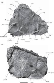 Juega gratis a este juego de acción y ¿cómo jugar a cactus mccoy 2? Revision Of The Genus Kujdanowiaspis Stensio 1942 Placodermi Arthrodira Actinolepida From The Lower Devonian Of Podolia Ukraine