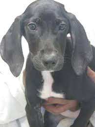 Black And Tan Coonhound Redbone Coonhound Lab Mix Kennel 10 49183 Treeing Walker Coonhound Labrador Retriever Mix Young Female Large City Of Treeing Walker Coonhound Labrador Retriever Mix Coonhound