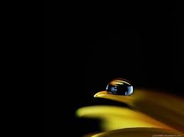 Black And Yellow Flowers Wallpaper Yellow Flower On Black Background Wallpaper Black Background Wallpaper Dark Background Wallpaper Cool Black Wallpaper