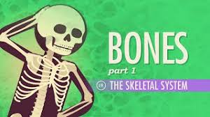 The Skeletal System Crash Course A P 19 Youtube