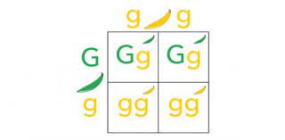 Let's take a look at how punnet squares work using the. Biology Genetics And Punnett Squares Quiz Proprofs Quiz