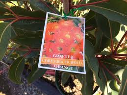We did not find results for: Grafted Eucalyptus Ficifolia Muchea Red Common Name Grafted Red Flowering Gum 175mm Pot Dawsons Garden World