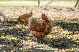 Check spelling or type a new query. Thinking Of Keeping Backyard Chickens Bc Spca