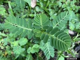 Image result for Phyllanthus beillei