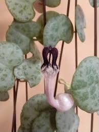 Image result for Ceropegia gracilior