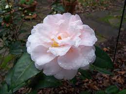 Julia France Camellia Japonica Camellia Flowering Trees Flowers