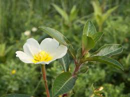 Image result for Ludwigia adscendens