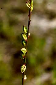 Image result for Scleria lacustris