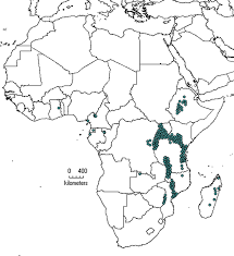 Image result for Polystachya kermesina