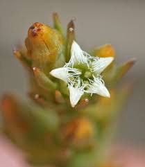 Image result for Thesium goetzeanum