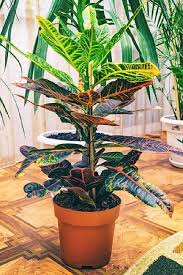 Image result for Croton