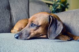 Dachshund puppies for adoption in california. Canadian Dachshund Rescue Ottawa Chapter Furever Network