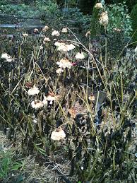 Helpful Tips For Dahlia Care In Winter Dahlia Barn