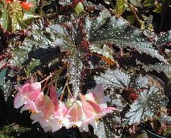 Begonia Little Miss Mummey Glossy Black Serrated Leaves Spotted White Beautiful Branching Compact Plant White Flowers Begonia Plants Flower Pots