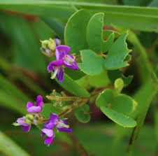 Image result for Pycnospora