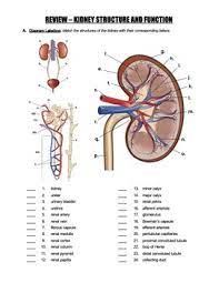 Kidney structure and function worksheet answers key. Kidney Anatomy Structure And Function Hs Ls1 By Science With Mr Enns