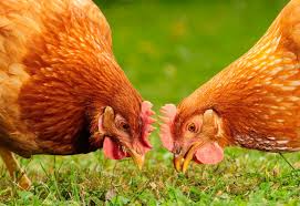 Bien Nourrir Ses Poules