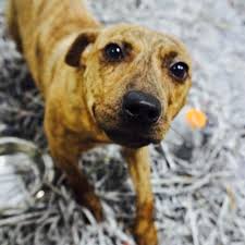 The team of home front command soldiers headed to florida following a series of talks. Rescue Dog Pumpkin Can Be Your Valentine Atlanta Ga Patch