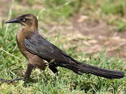 Black Bird With Long Tail Feathers In Texas Great Tailed Grackle Grackle Common Birds Black Bird