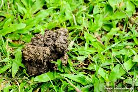 Wie du wühlmäuse loswirst, ohne fallen oder gift einsetzen zu müssen. Kleine Erdhaufen Im Rasen Wer War S Wir Losen Das Ratsel