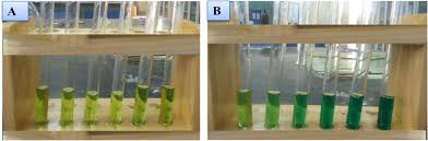 Image result for Polygala sadebeckiana