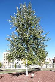 Any of several north american poplar trees, especially populus deltoides, which has triangular leaves and a tuft of cottony hairs on the seeds. Populus Genus Classification Of Tree Species Names